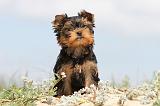 YORKSHIRE TERRIER 071
